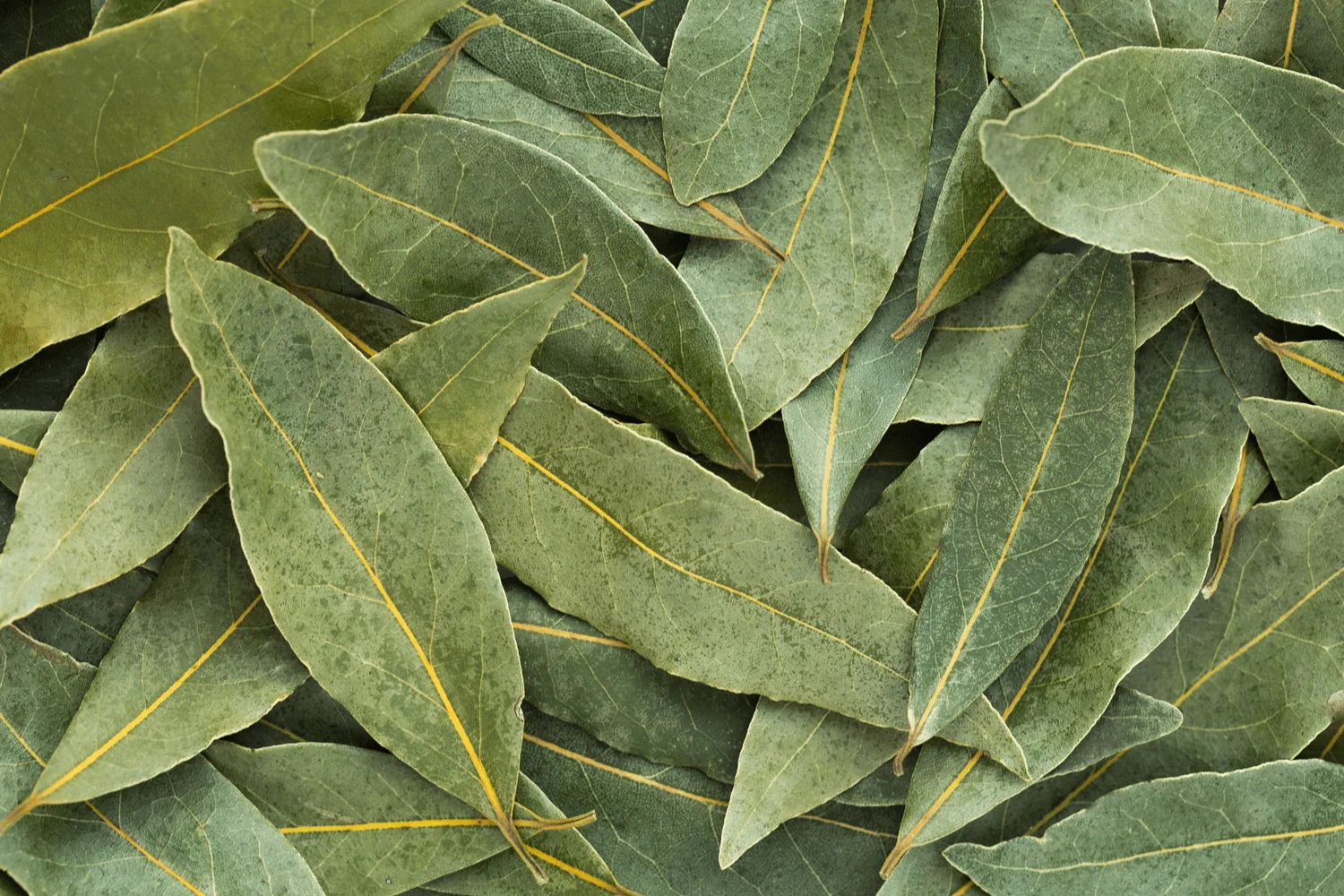 Bay Leaves – premium quality