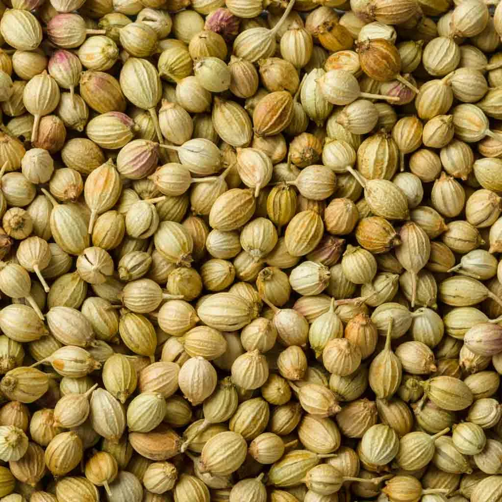 Coriander Seeds – premium quality