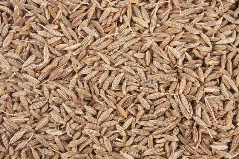 Cumin Seeds - Wholesale export